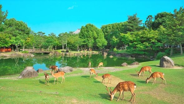 Nara Park
Nara Park is a vast park with magnificent temples and shrines, where wild deer roam freely and leisurely.
