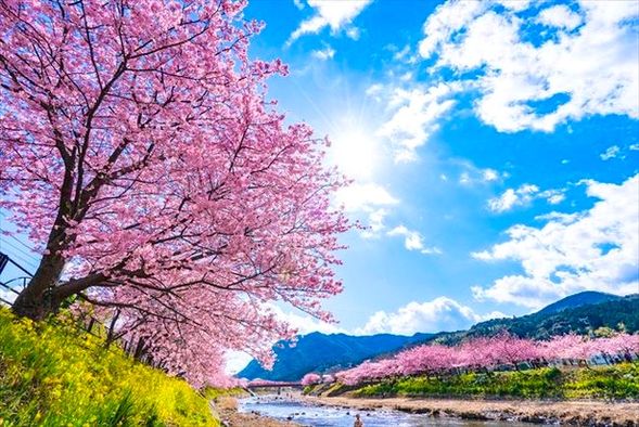 Kawazu Cherry Blossoms
The best time to view Kawazu cherry blossoms is from February to March. Kawazu Town boasts approximately 8,000 cherry trees, creating a spectacular pink cherry blossom avenue stretching about 4 kilometers. You might also witness the simultaneous bloom of bright yellow rapeseed flowers and Kawazu cherry blossoms!