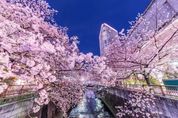 Nakameguro is a sophisticated urban area within walking distance of Daikanyama or Ebisu, the birthplaces of trendy fashion.