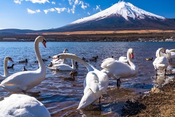 Lake Yamanaka Swan Boat Cruise
Known as "Swan Lake," in Japan, swans are called "Hakucho." Almost every year from February to April, despite the severe cold, swans fly here to lay eggs and raise their young.