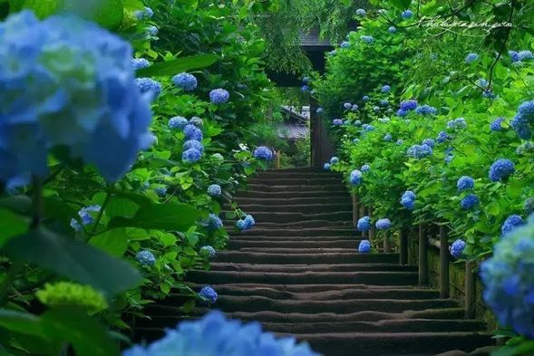 Meigetsu-in
Meigetsu-in, also known as the "Hydrangea Temple," is one of the most renowned flower viewing spots in Kamakura.