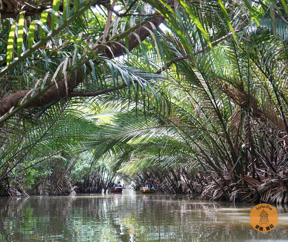 【泰森活:棕梠林與藥草香療之旅】