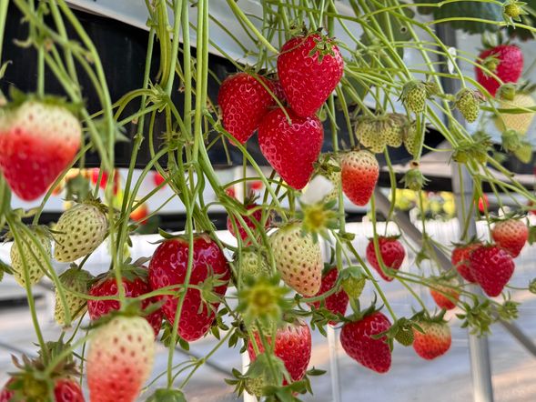 30分間食べ放題のイチゴ狩りをお楽しみください