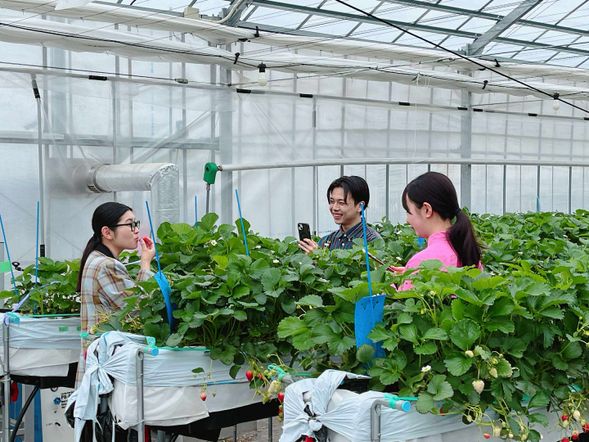 30分間のイチゴ狩りをお楽しみください