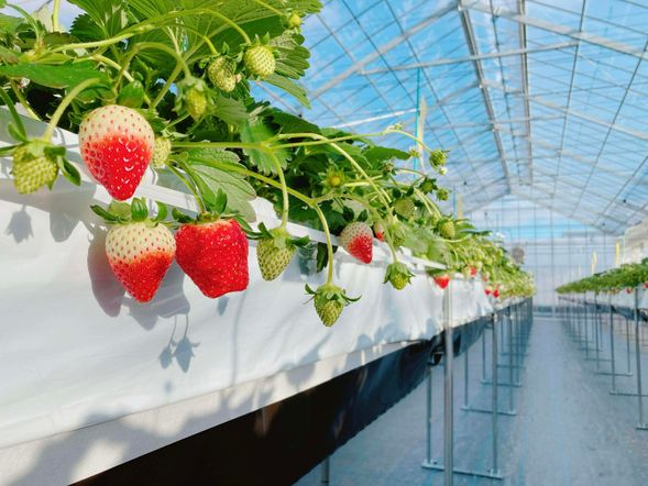 30分間のイチゴ狩りをお楽しみください