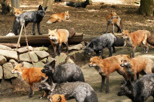 10:00-12:00
キツネ村滞在