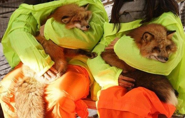 10:00-12:00
キツネ村滞在