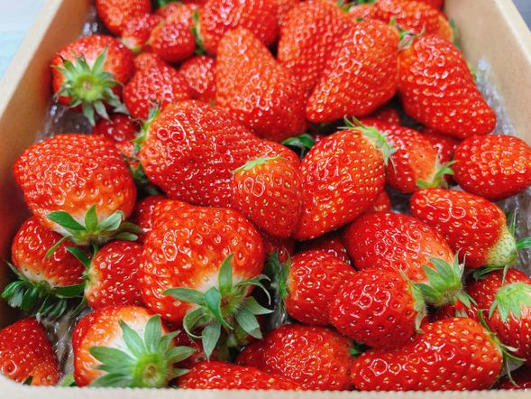 30分間のイチゴ狩りをお楽しみください