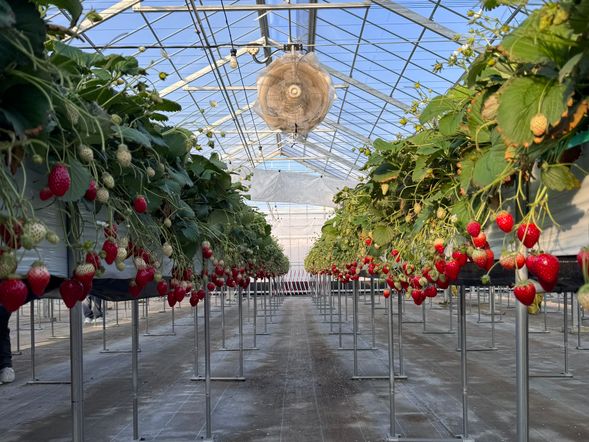 30分間食べ放題のイチゴ狩りをお楽しみください