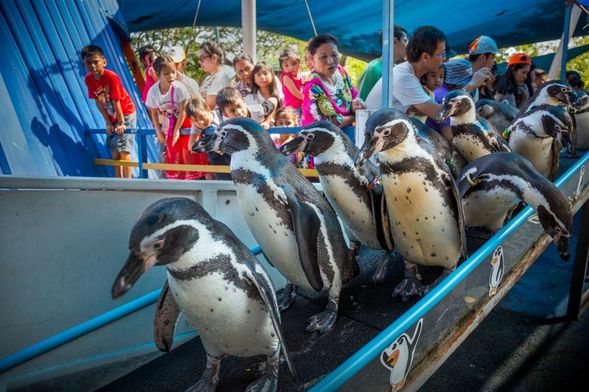 Khao Kheow Open Zoo Exclusive : Walk with Penguin