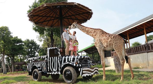 大城最新最大動物園, Sriayuthaya Lion Park, 環境寬敞乾淨,動物種類繁多,可近距離餵食和與動物互動,不可錯過之【在吉普車上與長頸鹿拍照】,還有騎大象,乘馬車,老虎,大象表演等休閒項目,是適合親子遊的好去處!
