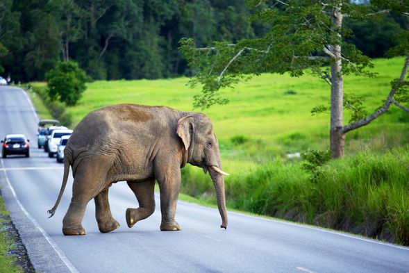 Khao Yai National Park: Thailand's first national park, a world natural heritage site, famous for its waterfalls, jungle hikes and wild elephants, rich in ecological diversity
