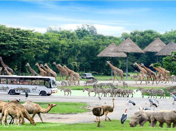 Enter the Safari Park by private car to see wild animals up close