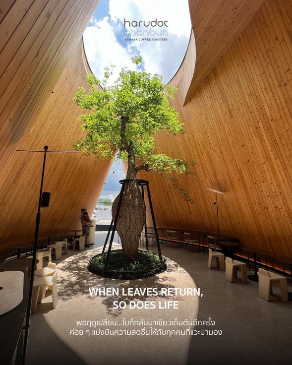 Harudot Café: an experimental space created by NANA Coffee in collaboration with plant experts, with the iconic baobab tree penetrating the black triangular roof