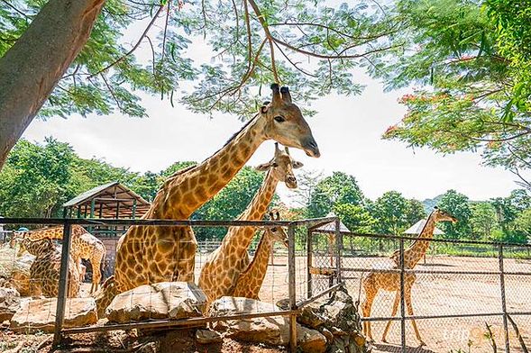 Bonanza Exotic Park: A popular wildlife park in Khao Yai, where you can get up close and personal with giraffes, white tigers and other animals, suitable for family-friendly interactive experiences