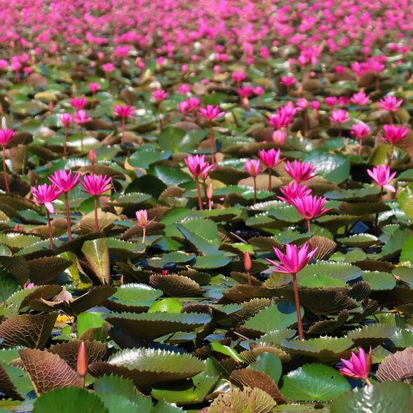 The best time to visit the Red Lotus Floating Market is before 10 am, as this is when the red lotus flowers are in full bloom. You can experience the unique drone perspective photography and delicacies made from various parts of the lotus in the park.