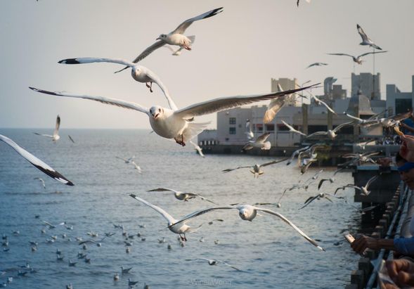 Bang Pu Recreation Center is the former Thai Army Seaside Recreation Center. From the end of each year to the middle of the year, large flocks of migratory seagulls migrate from the cold northern regions to spend the winter here. The best time to watch is in the evening. In addition to being able to feed the seagulls, you can also see the super beautiful sunset!
