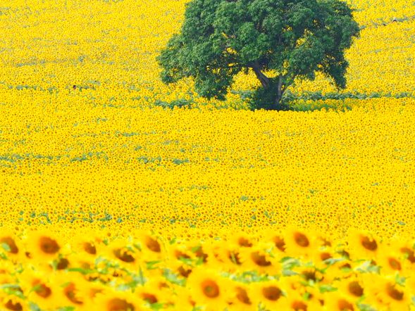 Sunflower Garden (seasonal): Such as the sunflower fields in Maneesorn (blooming from November to February), the golden sea of flowers and the starry sky theme are suitable for taking photos and checking in