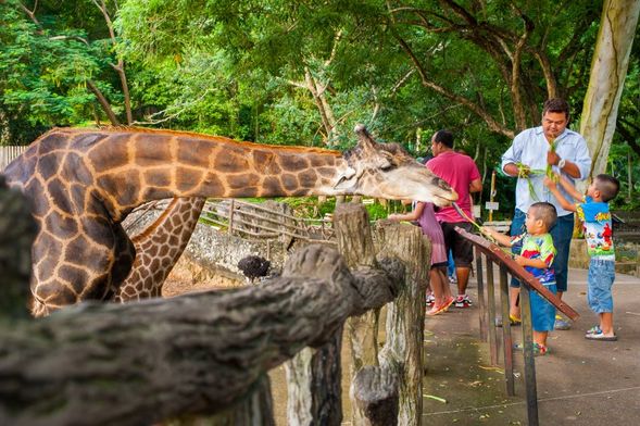 🦒 Khao Kheow Open Zoo: Walk with giraffes, feed animals, and explore rainforest trails