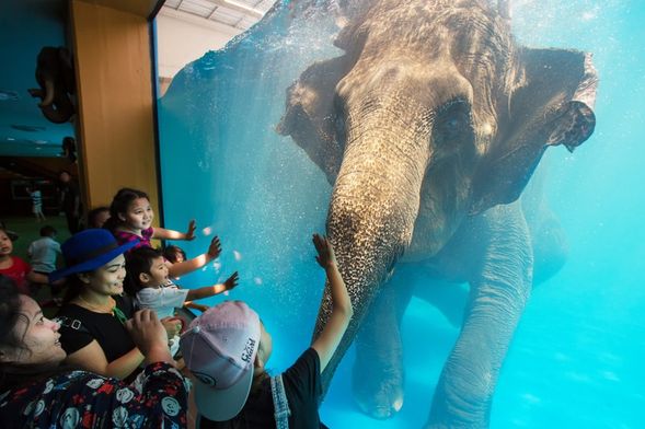 Khao Kheow Open Zoo Exclusive : Elephant Swimming!