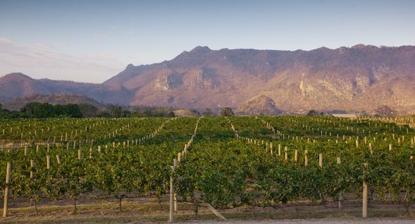 PB Valley Khao Yai Winery: A famous winery in Khao Yai, offering vineyard tours, wine tastings and Thai and Western cuisine.