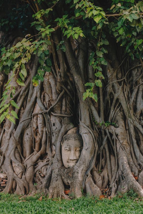 The Buddha in the Tree, also known as the "Buddha in the Bodhi Tree," is a significant Buddhist site in Ayutthaya, Thailand. The statue, a Buddha statue surrounded by a bodhi tree, is believed to have been constructed around 1630 AD, during the reign of Ayutthaya, the capital of the Kingdom of Siam.
The statue originally stood atop a stupa at Wat Mahathat. During the Burmese invasion of Ayutthaya in 1767, the temple was destroyed, along with the stupa. Legend has it that the Burmese army, while looting Ayutthaya, chopped off the heads of all the Buddha statues in the temples. However, one statue fell beneath the bodhi tree and, over time, became engulfed by the tree's roots, resulting in its current state.