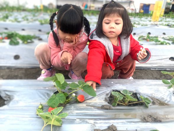 02. 採收體驗:尋找寒流淬鍊的「紅寶石」
當個一日城市小農!在草莓叢中尋找專屬於你的那份甜美。
親手採摘:體驗植物的生命力,精選 5 顆飽滿草莓作為派餅靈魂。
大地洗禮:感受土壤與果實最真實的觸感(現場多採部分可另行秤重計費)。