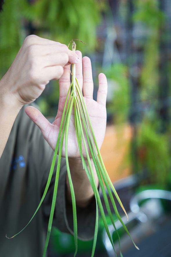 泥土芬芳・當一日城市農夫:下田親手收割、分級、挑洗,感受植物鮮活的生命力,真正體驗「汗滴禾下土」的食農真諦。