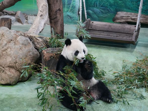 09:30 台北市立動物園(約2時間)