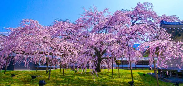 醍醐寺枝垂櫻