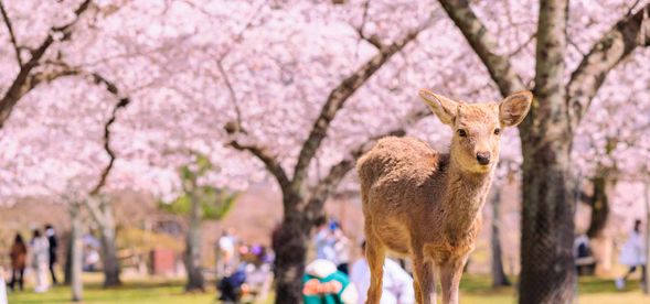 9:10 奈良公園(90分)