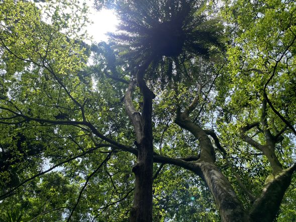 山蘇林
「山蘇森林」位在台中和平區的雪山坑部落,是泰雅族人的傳統獵場,也是目前在台灣所能尋得最大也最原始的山蘇林,占地估計達50公頃。