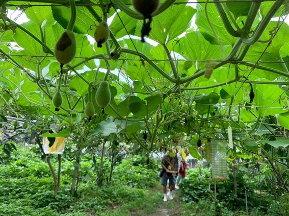 植物採集
採集在地原生植物,將採集完的植物,利用烤、炒、煮的方式,來進行烹飪,即可食用。
遊客可以參加植物採集活動,深入了解野生植物的生長環境、特徵和用途,並體驗原住民文化中與植物相關的傳統知識和技能。