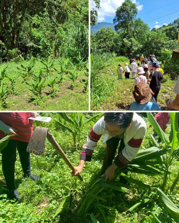 10:00-12:00
雙崎部落植物染導覽員講解部落與文化故事