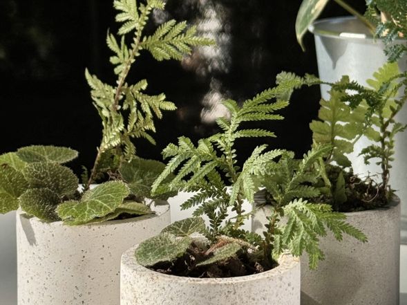 自然素材創作
在被山林及大樹圍繞的里浪露營區中進行一場療育的隱身山林的茶會吧!
透過專人的教學,帶領大家運用附近自然素材與可愛多肉植物製作療癒盆栽。與植物的互動,讓各位旅人感受到生命的節奏與內心的寧靜。