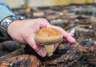 10:30-11:30
新社物產香菇(採香菇體驗)