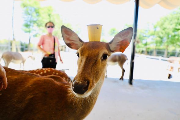 超人氣小鹿見面會,萌翻全場不藏私!