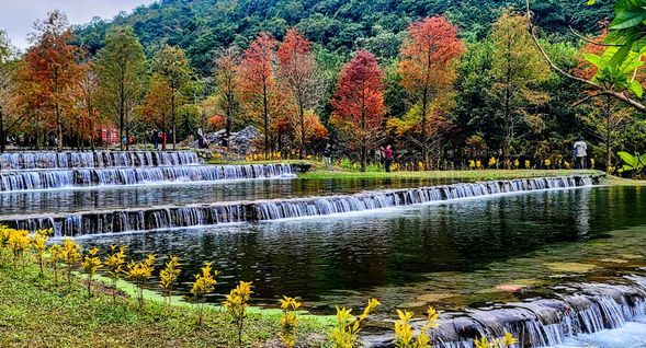 隱藏於山林的落羽松秘境,漫步即可享受療癒自然美景。