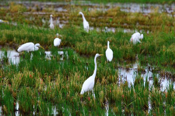 騎乘單車穿梭濕地水田與水鳥棲地,近距離感受冬山河口濕地豐富的生態樣貌與四季變化。