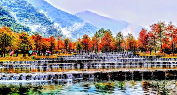 冬季落羽松轉為金紅色,映照農塘與濕地,呈現絢麗的季節性景觀。