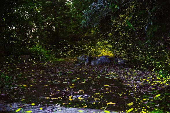 在專業解說帶領下走入自然棲地,欣賞點點螢光閃爍,體驗夜間最浪漫的生態奇景。