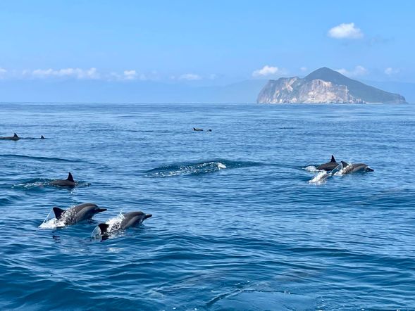 龜山島海域,海豚悠游翻跳。