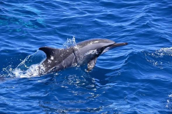 龜山島海域,海豚悠游翻跳。