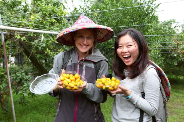 在陽光下,品味自然栽培的甜美金棗。