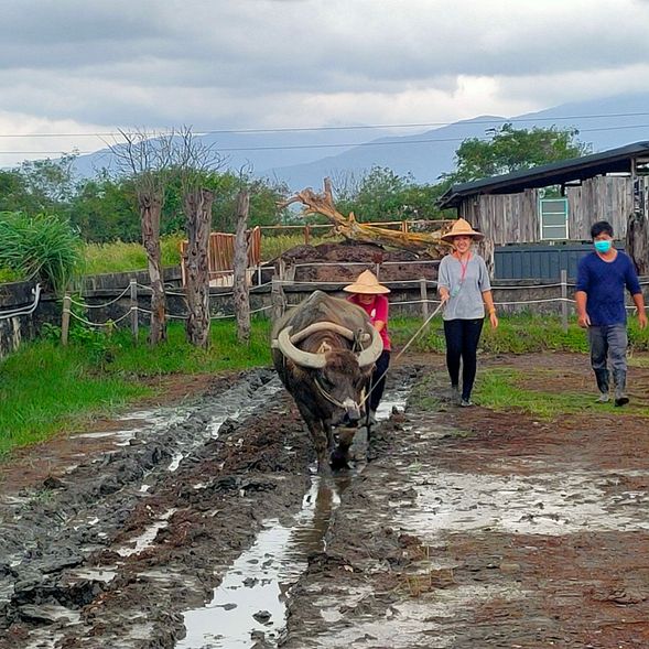 耕牛體驗