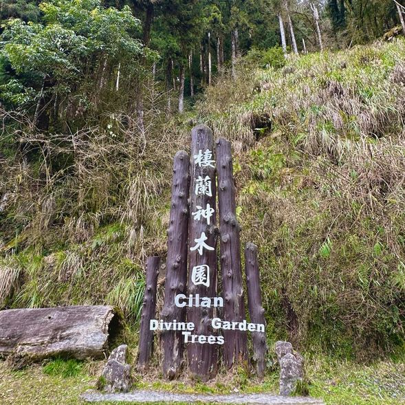 宜蘭僅存的紅檜巨木區