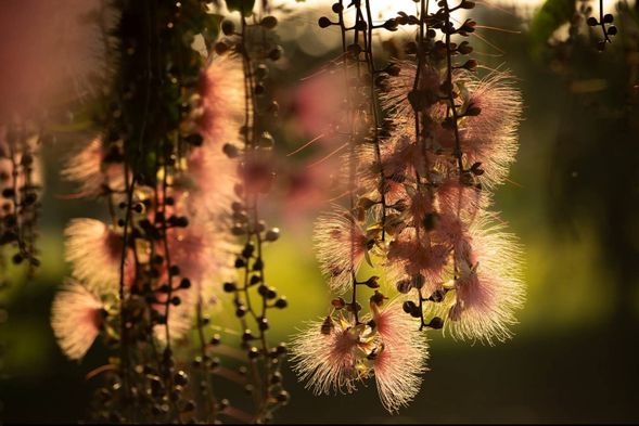 夜間限定的河岸生態體驗,觀察穗花棋盤腳在夜晚綻放的美麗瞬間,感受冬山河流域獨特的夜色自然魅力。
