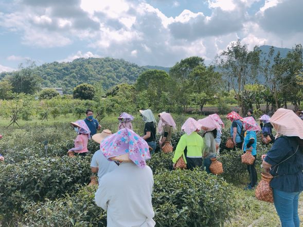 親手採摘鮮嫩茶葉,感受大自然清新滋味。