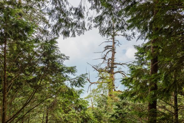 樹齡最高逾 2,500 年,樹高近 60 公尺,氣勢磅礡。