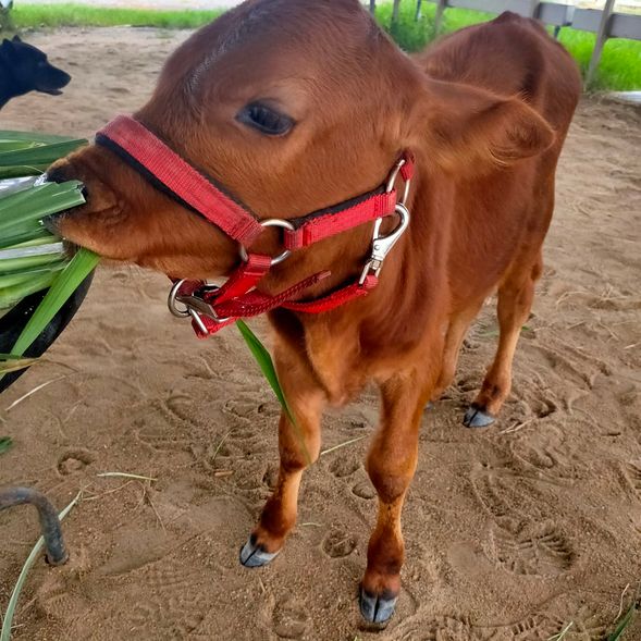 耕牛文化體驗(導覽、與牛互動、牛耕體驗、米田共爆米花)